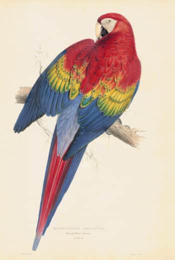 Lear Pl. 2, Red and Yellow Maccaw