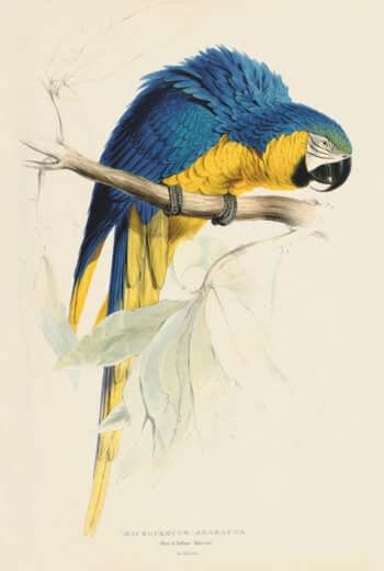 Lear Pl. 3, Blue & Yellow Macaw