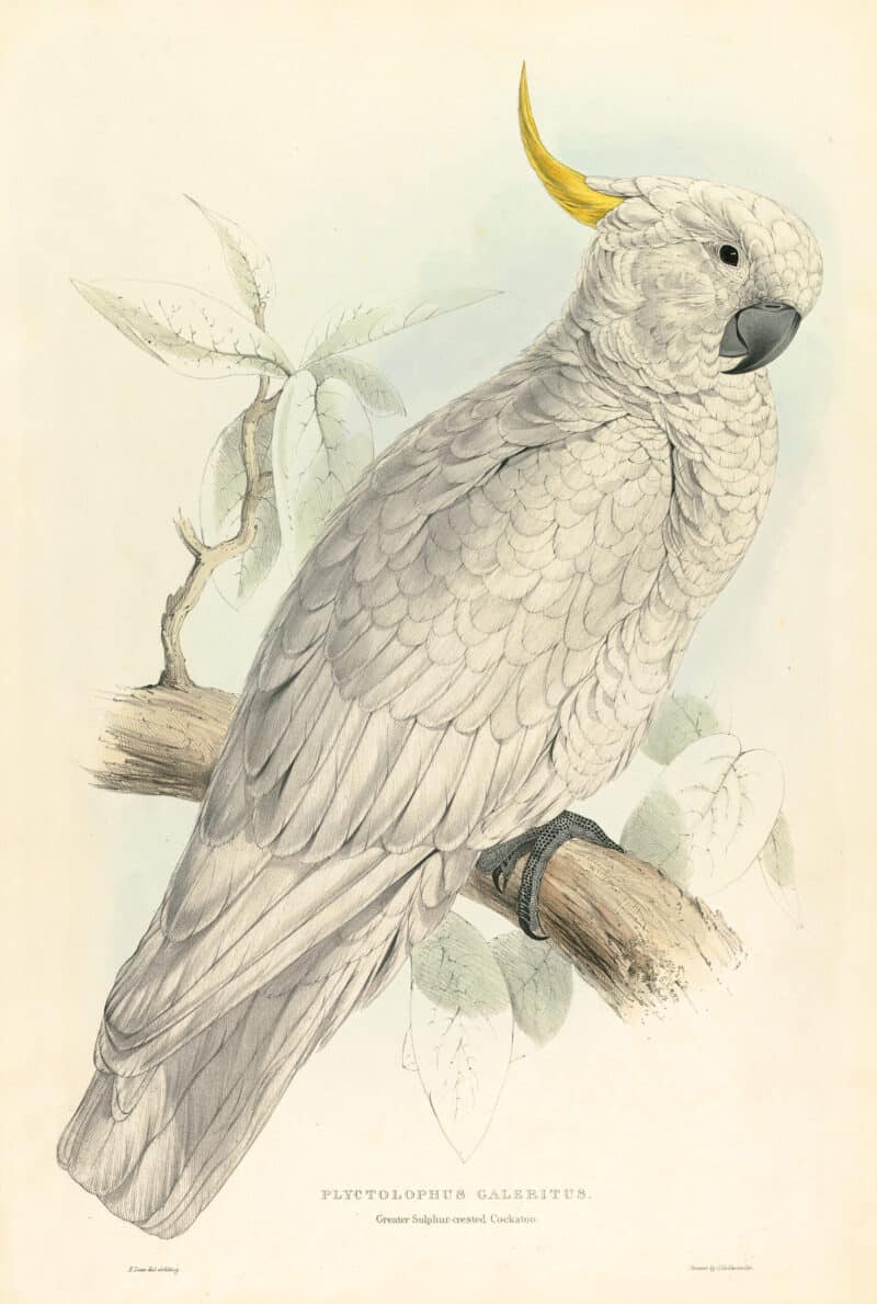 Lear Pl. 4, Greater Sulphur-crested Cockatoo