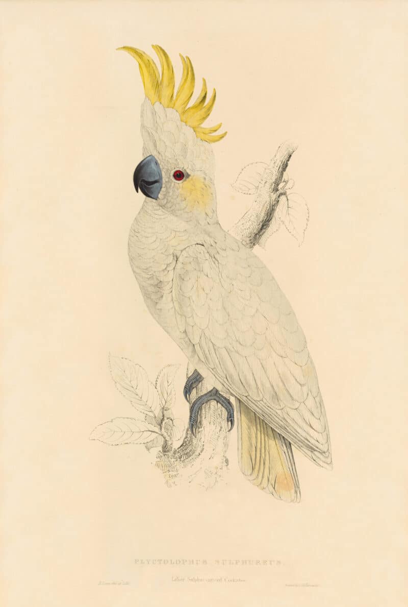 Lear Pl. 5, Lesser Sulphur-crested Cockatoo