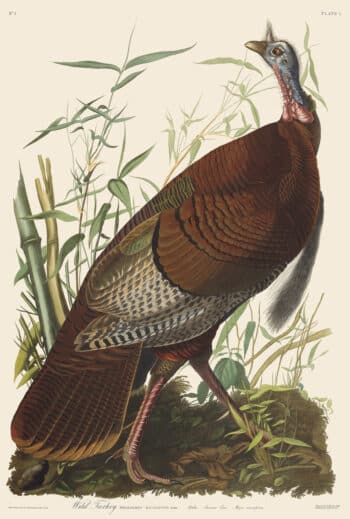 Audubon Havell Edition Pl. 1, Wild Turkey