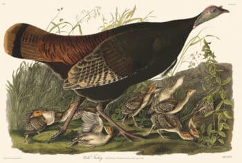 Audubon Havell Edition Pl. 6, Wild Turkey