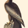 Audubon Havell Edition Pl. 11, Bird of Washington