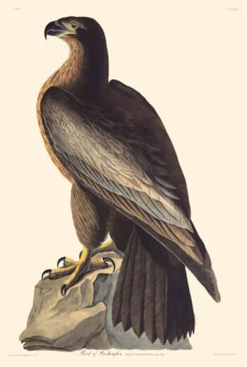 Audubon Havell Edition Pl. 11, Bird of Washington