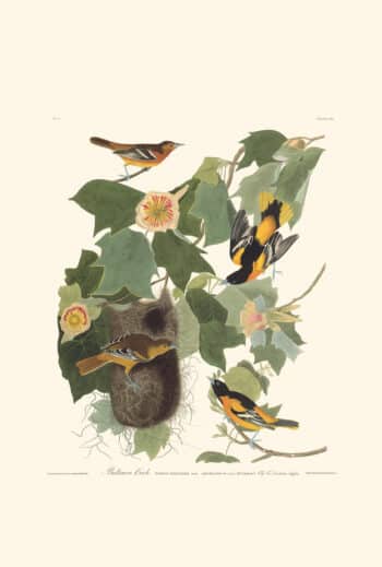 Audubon Havell Edition Pl. 12, Baltimore Oriole