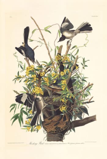 Audubon Havell Edition Pl. 21, Mocking Bird