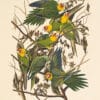 Audubon Havell Edition Pl. 26, Carolina Parrot