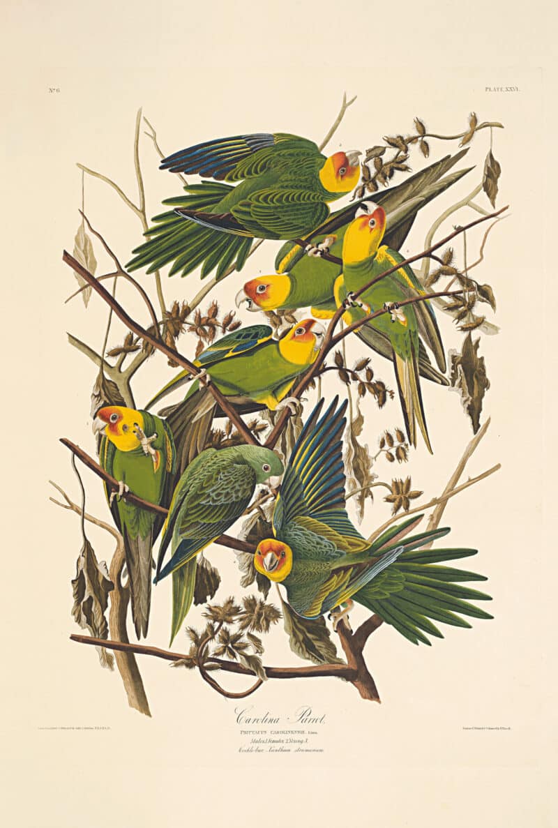 Audubon Havell Edition Pl. 26, Carolina Parrot