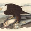 Audubon Havell Edition Pl. 31, White-headed Eagle