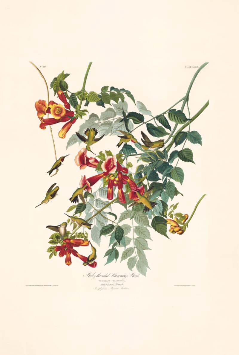 Audubon Havell Edition Pl. 47, Ruby-throated Humming Bird