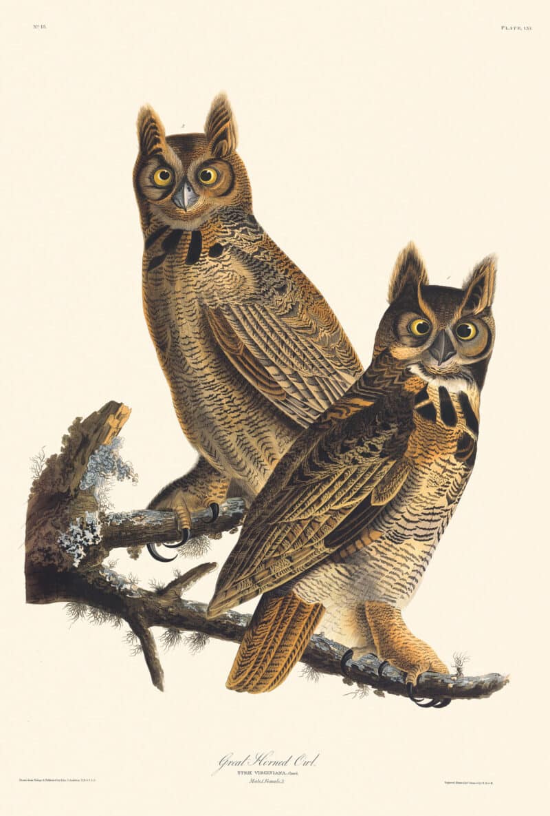 Audubon Havell Edition Pl. 61, Great Horned Owl