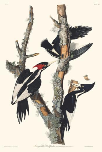 Audubon Havell Edition Pl. 66, Ivory-billed Woodpecker