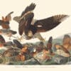 Audubon Havell Edition Pl. 76, Virginian Partridge