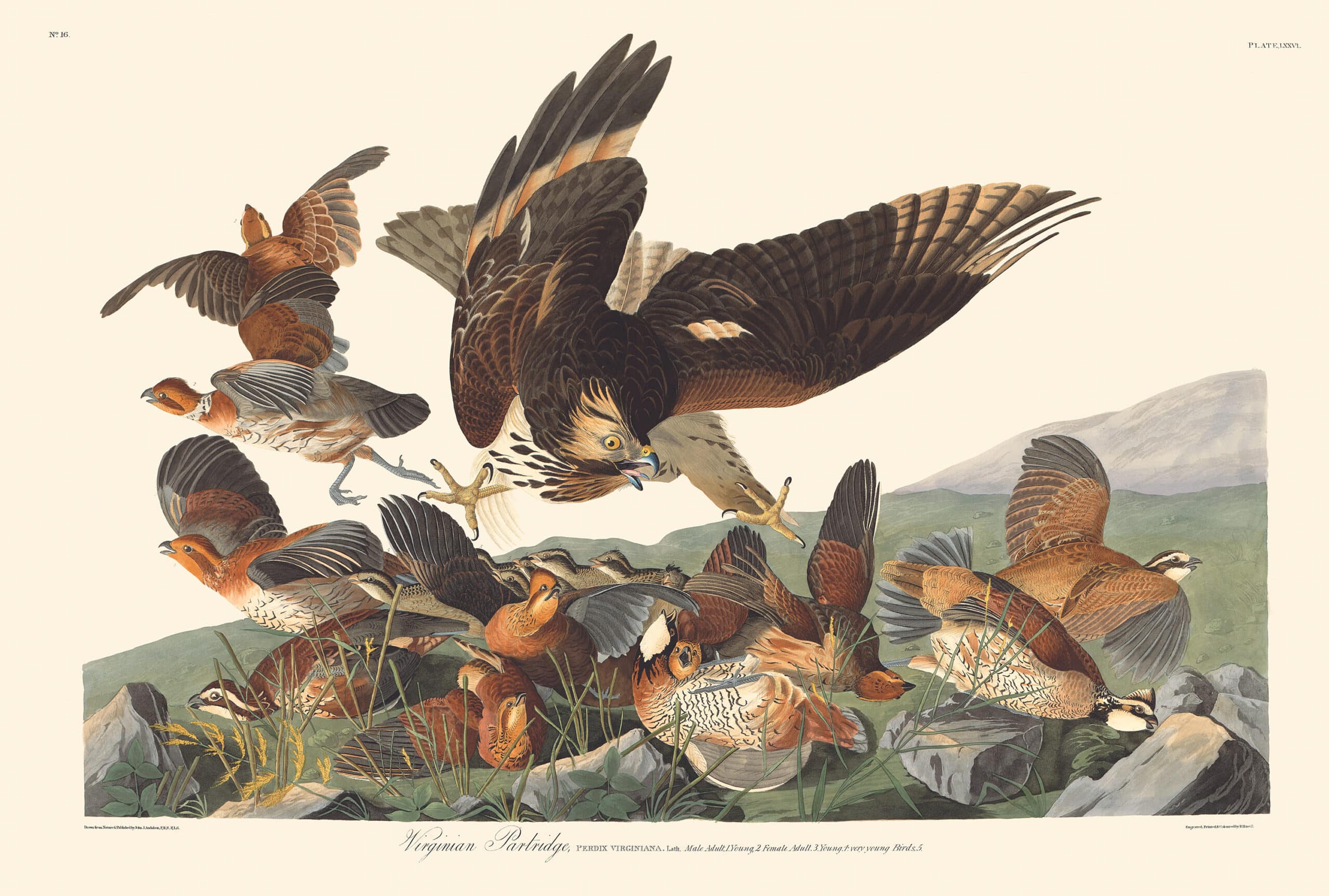 Audubon Havell Edition Pl. 76, Virginian Partridge