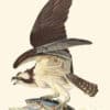 Audubon Havell Edition Pl. 81, Fish Hawk, or Osprey