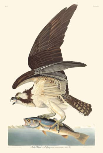 Audubon Havell Edition Pl. 81, Fish Hawk, or Osprey
