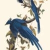 Audubon Havell Edition Pl. 96, Columbia Jay