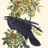 Audubon Havell Edition Pl. 101, Raven