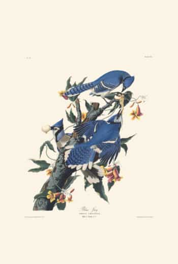 Audubon Havell Edition Pl. 102, Blue Jay
