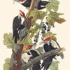 Audubon Havell Edition Pl. 111, Pileated Woodpecker