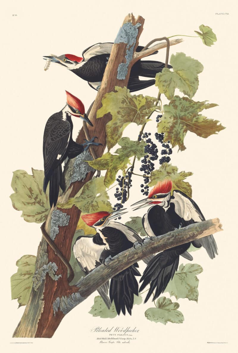 Audubon Havell Edition Pl. 111, Pileated Woodpecker
