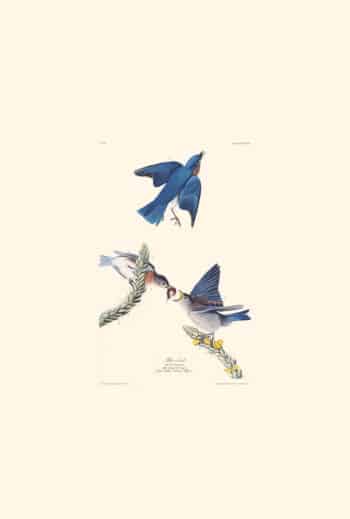 Audubon Havell Edition Pl. 113, Blue-bird