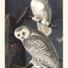 Audubon Havell Edition Pl. 121, Snowy Owl