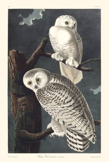 Audubon Havell Edition Pl. 121, Snowy Owl