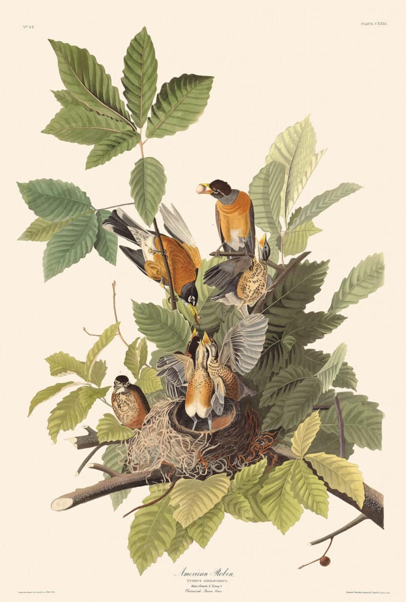 Audubon Havell Edition Pl. 131, American Robin