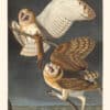 Audubon Havell Edition Pl. 171, Barn Owl