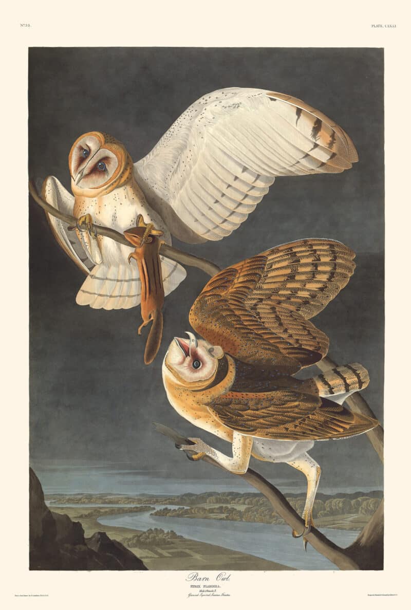Audubon Havell Edition Pl. 171, Barn Owl