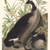 Audubon Havell Edition Pl. 201, Canada Goose