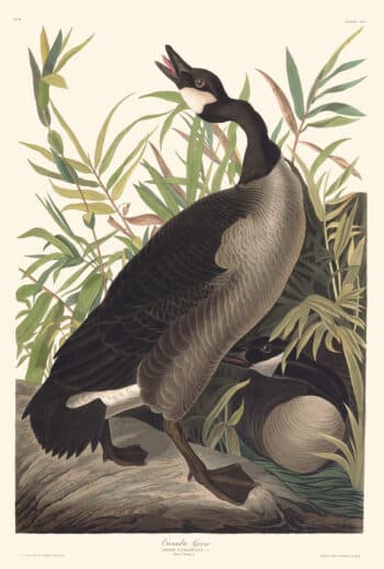 Audubon Havell Edition Pl. 201, Canada Goose