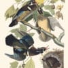 Audubon Havell Edition Pl. 206, Summer or Wood Duck
