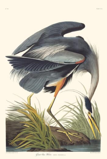 Audubon Havell Edition Pl. 211, Great blue Heron