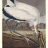 Audubon Havell Edition Pl. 216, Wood Ibis