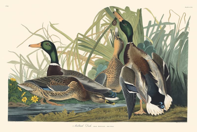 Audubon Havell Edition Pl. 221, Mallard Duck