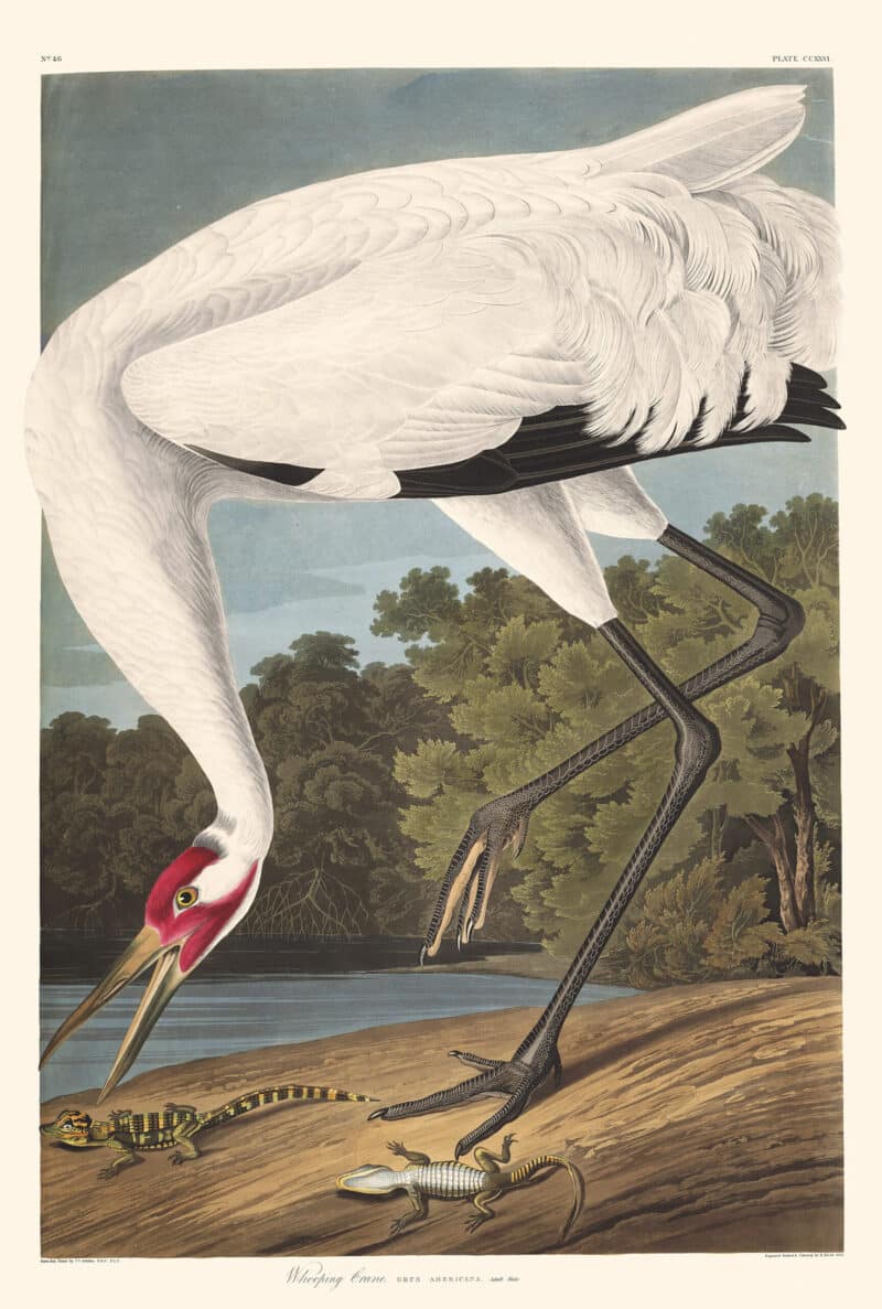 Audubon Havell Edition Pl. 226, Whooping Crane