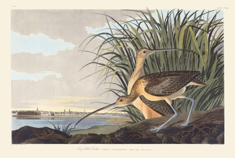 Audubon Havell Edition Pl. 231, Long-billed Curlew