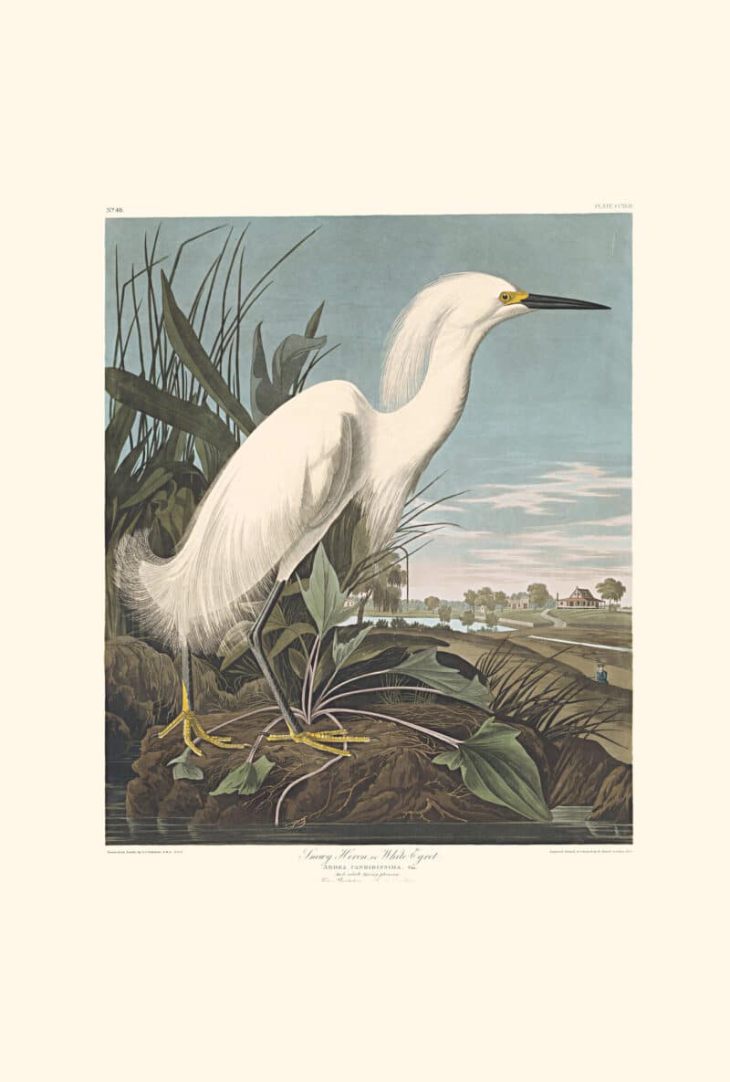 Audubon Havell Edition Pl. 242, Snowy Heron, or White Egret