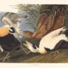 Audubon Havell Edition Pl. 246, Eider Duck