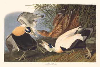 Audubon Havell Edition Pl. 246, Eider Duck