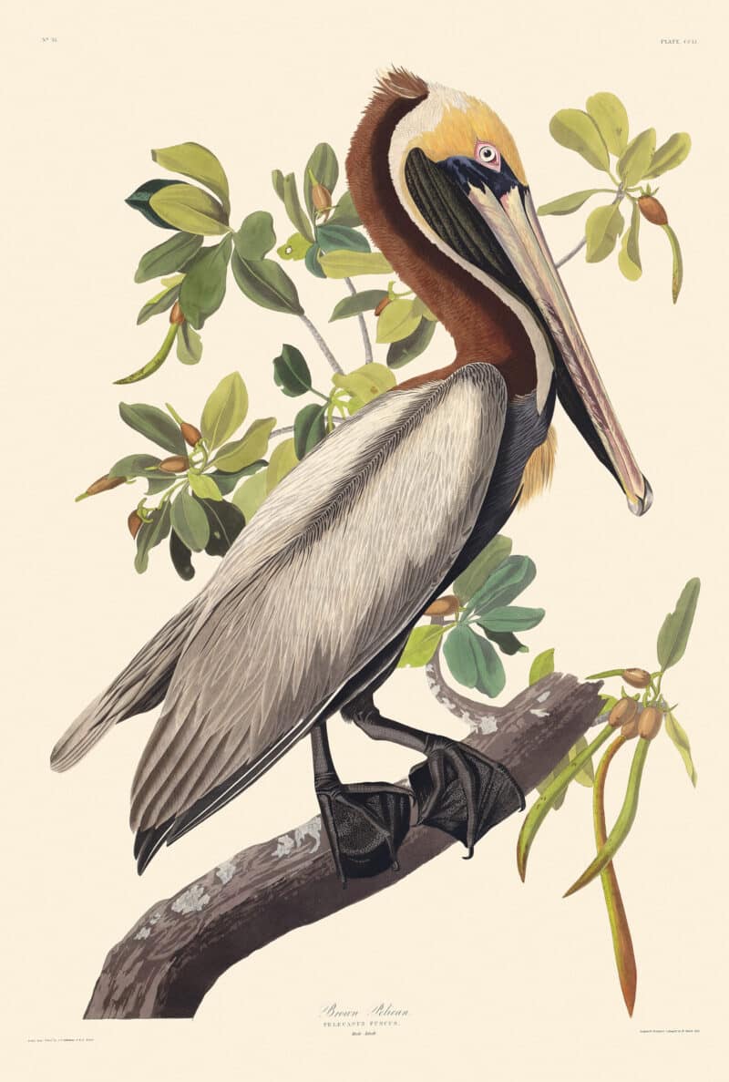 Audubon Havell Edition Pl. 251, Brown Pelican