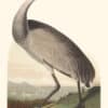 Audubon Havell Edition Pl. 261, Hooping Crane
