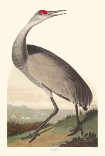 Audubon Havell Edition Pl. 261, Hooping Crane