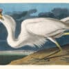 Audubon Havell Edition Pl. 281, Great White Heron