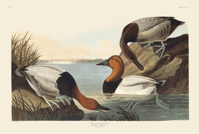 Audubon Havell Edition Pl. 301, Canvas backed Duck