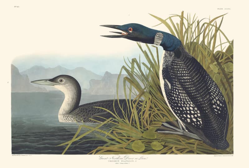 Audubon Havell Edition Pl. 306, Great Northern Diver or Loon
