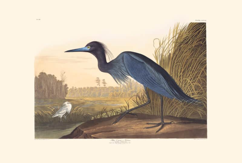 Audubon Havell Edition Pl. 307, Blue Crane, or Heron