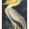 Audubon Havell Edition Pl. 311, American White Pelican